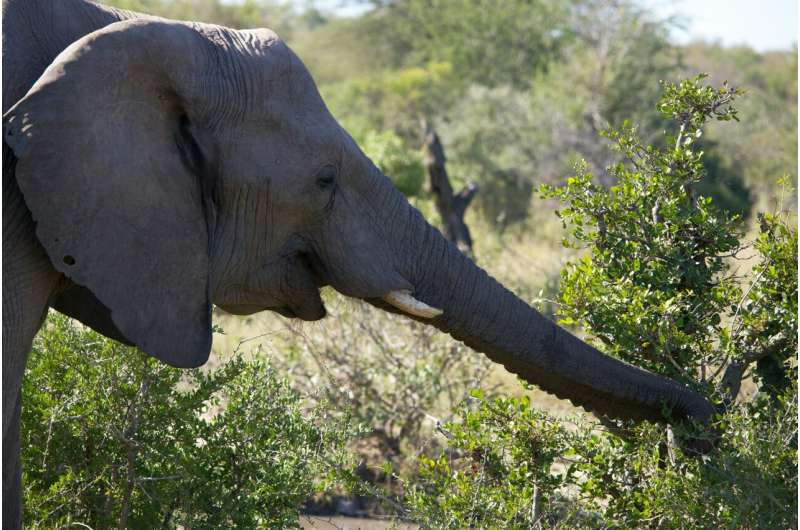 生物学家发现雄性大象用次声波发出“走吧”的信号