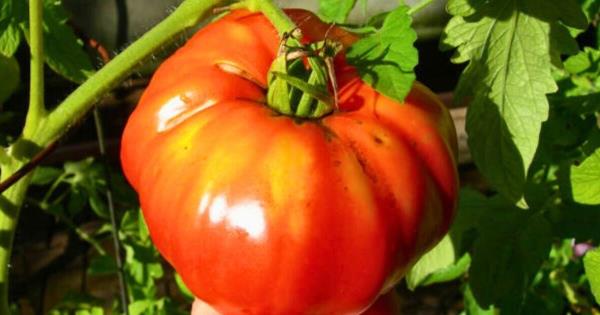 用自制的杂草制成的肥料喂养西红柿植株，西红柿会长得更大、更多汁