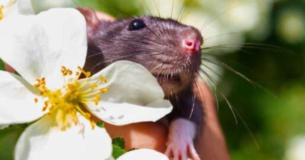 今年夏天，用10种它们讨厌的植物让老鼠远离你的花园