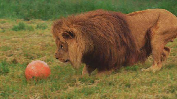 在欧洲杯开赛前，朗利特野生动物园的哈利·“鬃毛”和雌狮们展示了自己的足球技巧