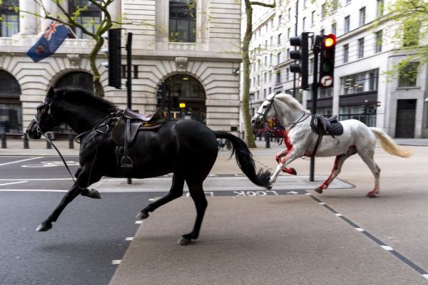 英国陆军证实，在伦敦参加皇家阅兵的马匹